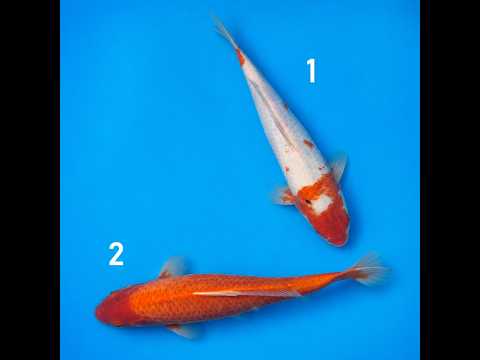 Video pregled koi ribe