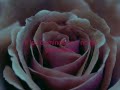 Miriam Hernandez - Tonto (lyrics) 