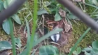 Battle to the Death: Wasp vs Cicada
