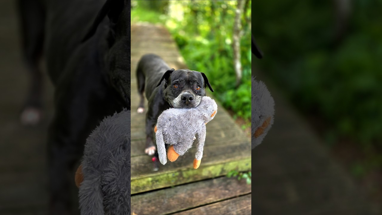 Enlarge Sasha, a Adoptable Mixed Breed in Port Charlotte, FL video 6/6
