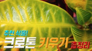 식물 크로톤 키우기 