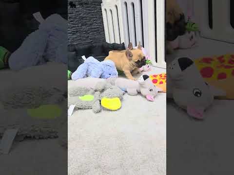 Video 2