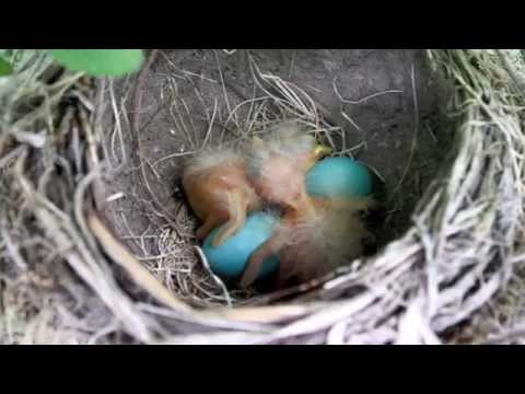 The Robins of North Andover