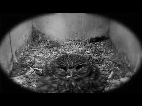 Trailer | The Shining Tapestry | Kait Harlow