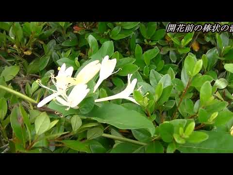 永遠の恋人、庭のスイカズラ 植物