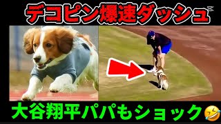 デコピン爆速ダッシュ💨大谷翔平パパもショック🤣🐶