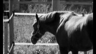 Horses // Breathe Me