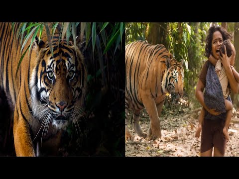 Thumbnail for Tiger | #Shorts | #Saify4k by Tiger Please