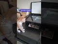 Kitten Butt Scan
