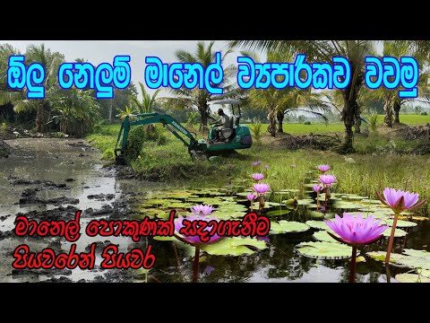 මහා පරිමාණ මානෙල් වගාවක් හරියටම කරමු / Manel wagawa /Olu wagawa / Nelum wagawa/manel pokunak Arabamu