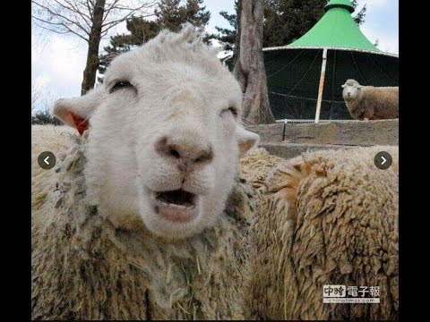 Traditional folk song - Shepherd's Song - Arranged by Dongfang Ouyuang