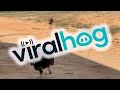 Turkeys Come Running For Watermelon ViralHog
