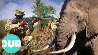 The War Against Elephant Poachers In Africa | Our World