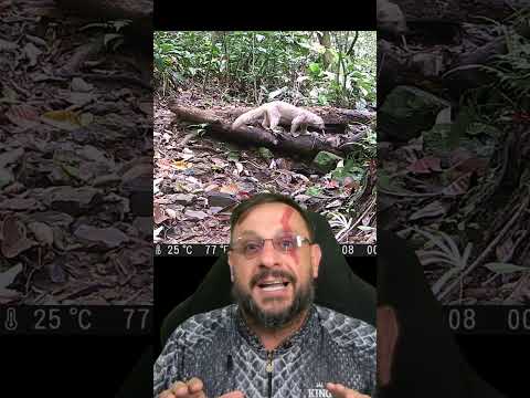 Irara branca, registro muito raro em Criciúma Santa Catarina #biologohenrique