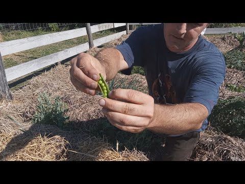 Mélymulcs 36 - répa jó, retek ko, borsó jó, karalábé szó-szó, kukorica jó, paradicsom atom, a talaj?