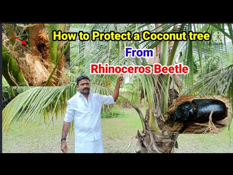 How to Catch Rhinoceros Beetle in Coconut tree | How To Protect Coconut tree