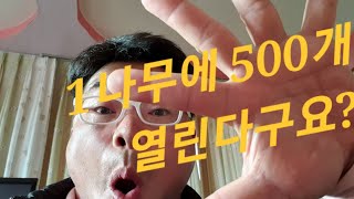 바나네 무화과 품종은 이렇게 잘 자랍니다.