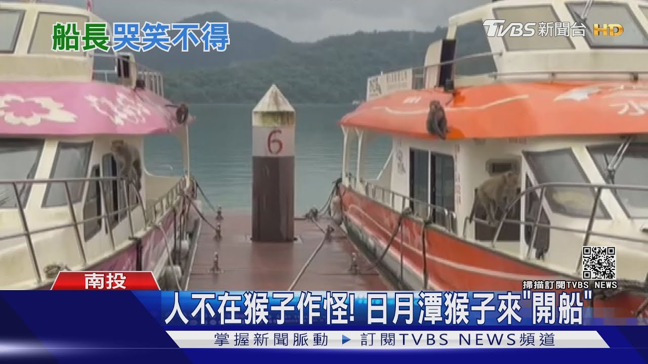 人不在猴子作怪！　日月潭猴子來「開船」