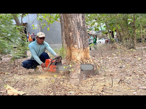 Cut down old teak trees, Husqvarna 395xp & Stihl ms660 chainsaw.