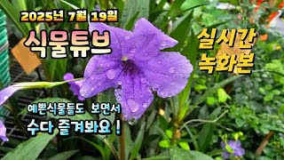 2025년 7월 19일  실시간으로  예쁜식물들 보면서  랜선으로  수다즐겨봐요. #양재꽃시장 #식물튜브 #…