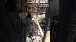 Download lagu BURUNG MISTIS || BURUNG KEDASIH HITAM mp3 Download lagu BURUNG MISTIS || BURUNG KEDASIH HITAM mp3