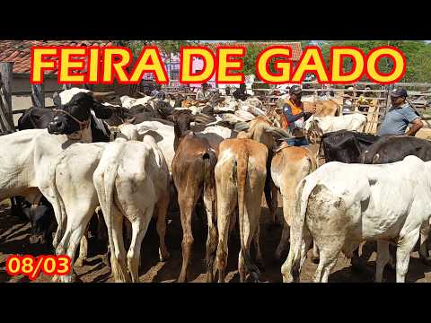 Feira de gado de Quixaba-PE (08/03/26)