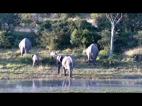 Djuma: Elephants with Hippo watching on - 16:24 - 06/14/2022