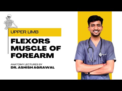 Flexor Muscles of Forearm || Upper Limb Anatomy || First Year MBBS || Anatomy lectures by Ashish