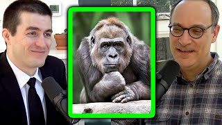 Meta Learning Can Spontaneously Happen in Recurrent Neural Networks (Matt Botvinick) | Lex Fridman