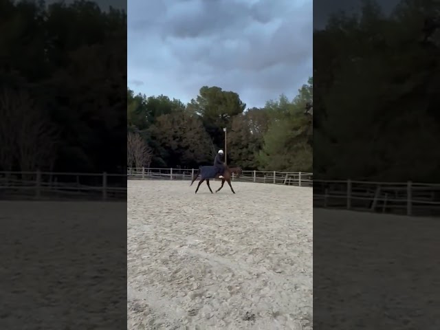 Vente cheval de sport et loisir 