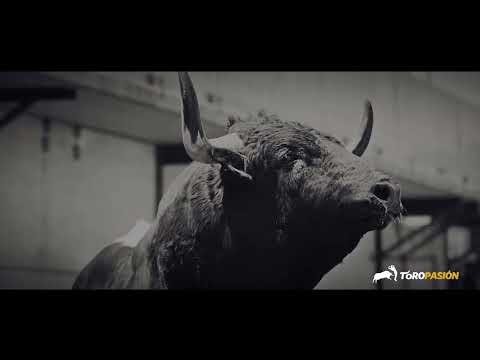 🐂🎄 Navidad, el nacimiento de la cultura del TORO