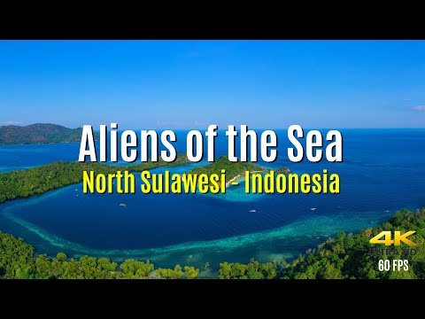 Aliens of the Sea 4K/60FPS 🦑🐙 North Sulawesi 2019
