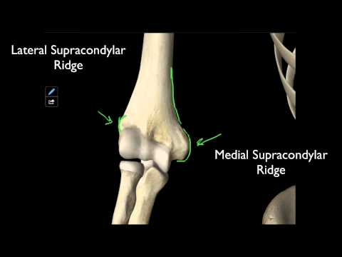 100 The Structures On The Distal Humerus