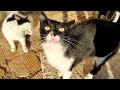 Three Poor Hungry Stray Cats Meowing Loudly