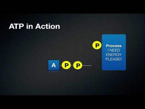 What ATP is and How it Works – Easy Peasy All-in-One High School