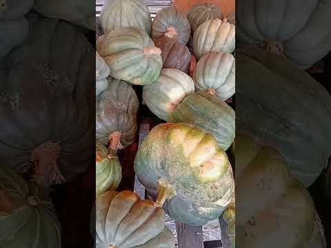 Feira livre de Solanea/PB! #jerimum #abóbora #feiralivre #solanea #PB #ecogeo