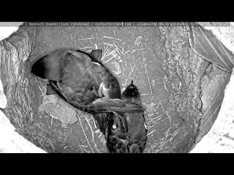 Bermuda Petrel Pair Defend Burrow Against Third Cahow | CahowCam2 | Nonsuch Expedtions | Cornell Lab