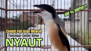 Download lagu burung cendet gacor JITU BONGKAR EMOSI PANCINGAN CENDET AGAR BUNYI jadikan BURUNG PENTET GACOR NYAUT mp3