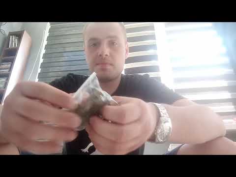 Grzybek Logo Dzielnicy o Zielonym Kocurze CBD