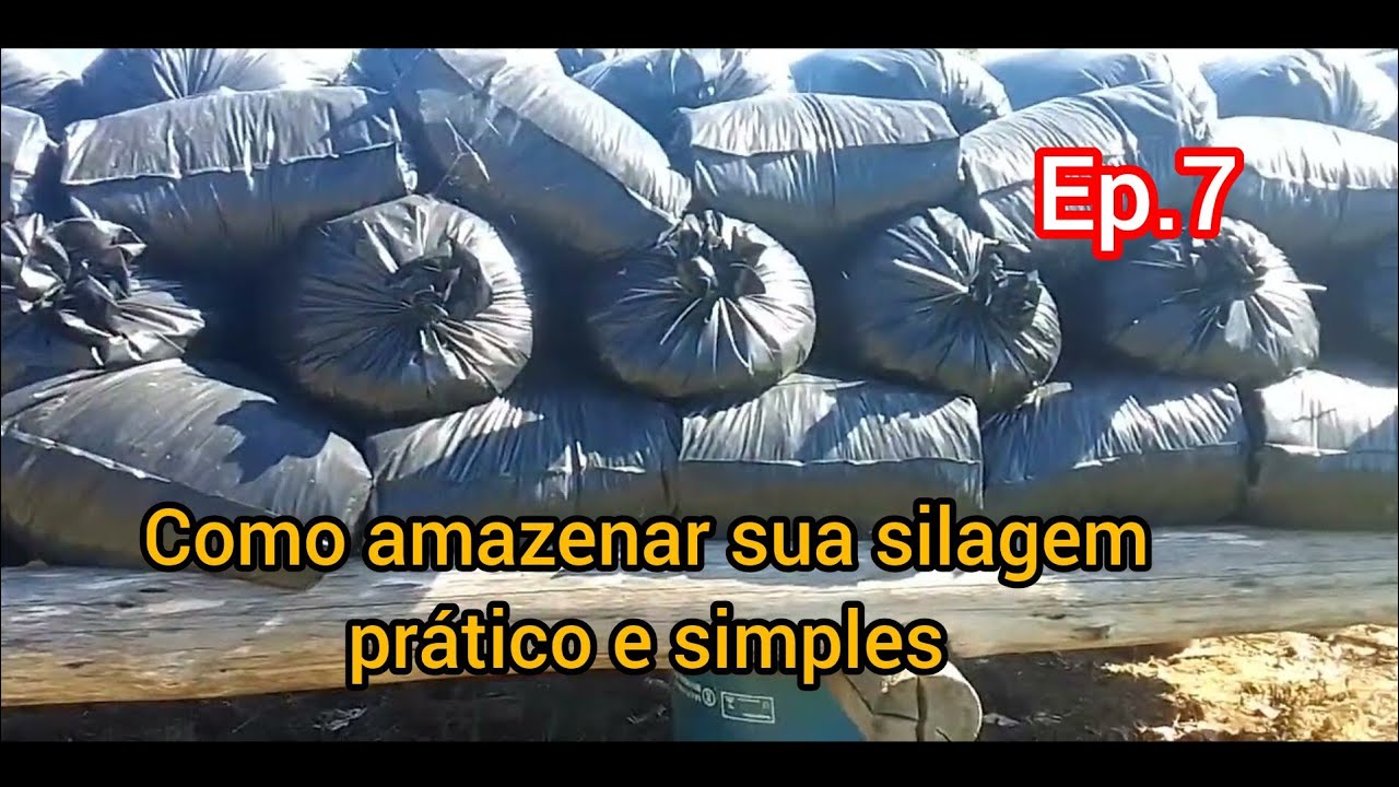como armazenar sua silagem prático e simples,para não ter problema com rato