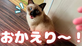 産後一週間の入院から帰宅した飼い主を大歓迎してくれる3匹の猫たちが可愛すぎる【保護猫/黒猫&シャム猫/シャムミックス&ノルウェージャンフォレストキャット】 #cat #japanesecat #保護猫