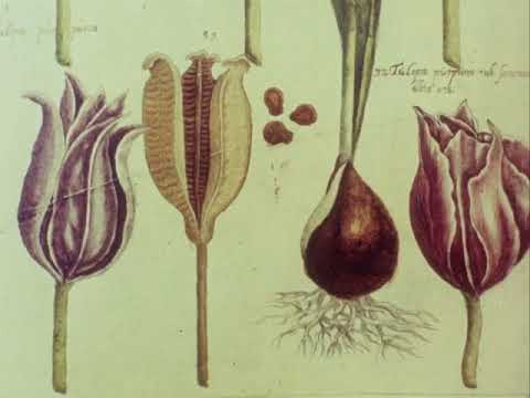 Civilisation (08): The Light of Experience (en/sr)