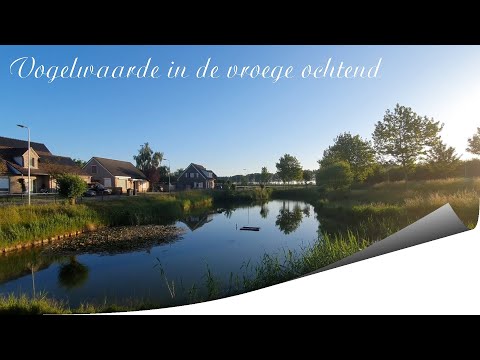 Vogelwaarde Zeeland  in de vroege ochtend