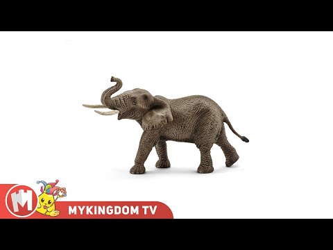 African Elephant, Male