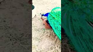 Peacock &amp; 🐔🐔 Meeting ||l #shorts #birds #peacock #chicken #viral