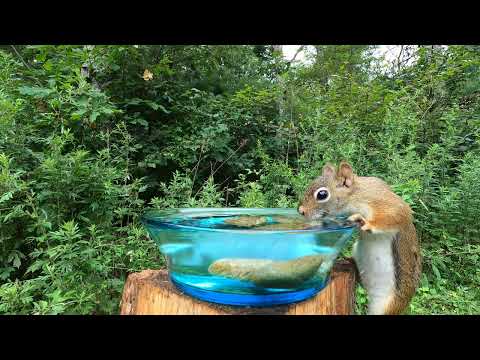 Red Squirrel Drink