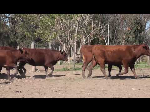 Lote VAQUILLONAS SANTA GERTRUDIS ASTADAS "LA LUCILA"