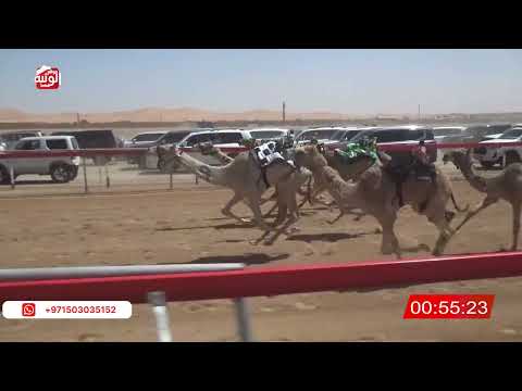  ش 2 (سلهود) لـ محمد سالم مكتوم الجنيبي 2:8 , شارة الصندوق 2026/03/28 فطامين الروضة  