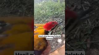 Download lagu Memikat burung di hutan dapat burung pelatuk bawang 🔥🔥 #burung #pikat #kicaumania mp3