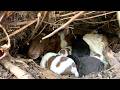 Abandoned Mama Dog Comes To Our Shelter Asking For Help For Her Family